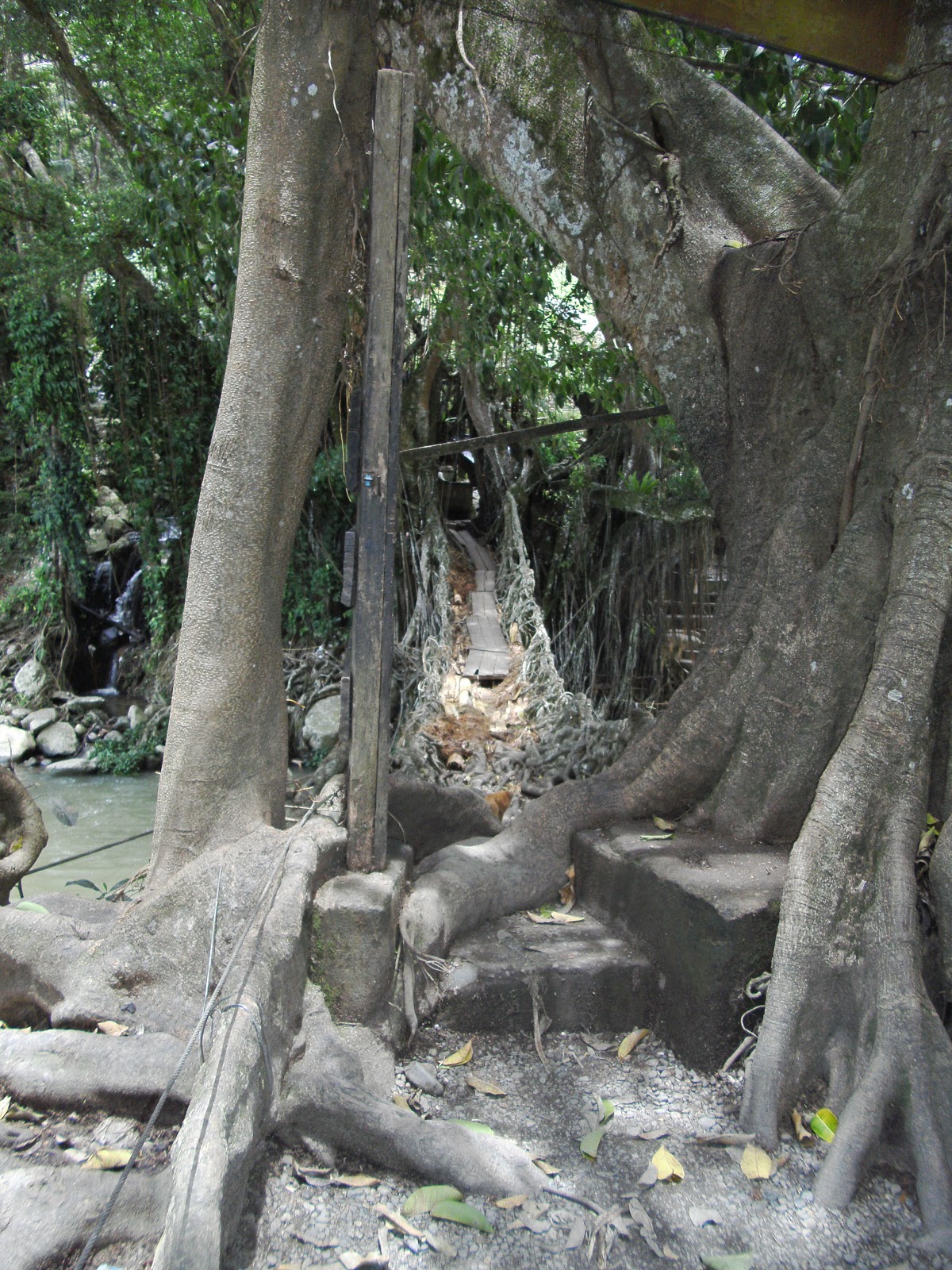 Jembatan Akar di Sumatera Barat | Wisata Pulau Suwarnadwipa dan Pagang