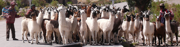 LA PAPAYA EN LA TIERRA DE LAS ALPACAS