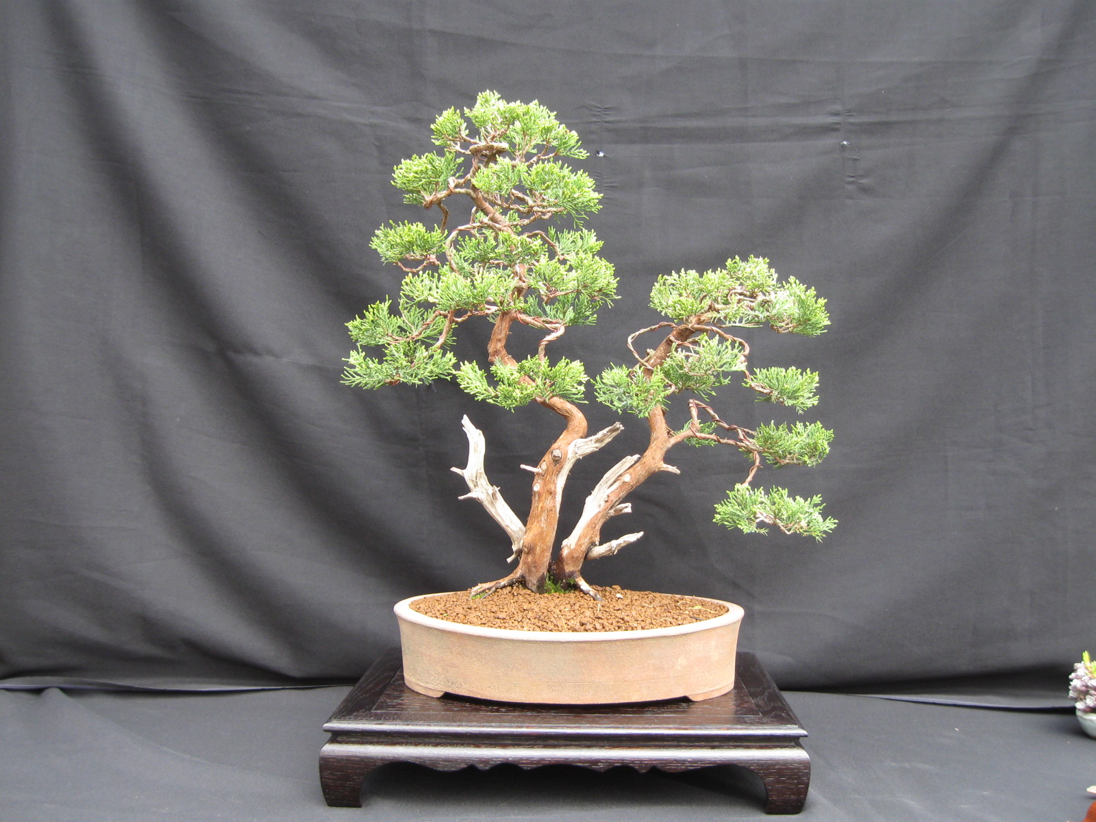 Bonsai Blog of Sándor Papp: DOUBLE TRUNK JUNIPERUS SABINA AFTER WIRING