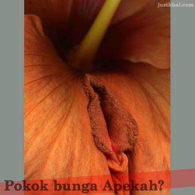 Gambar Bunga Pelik