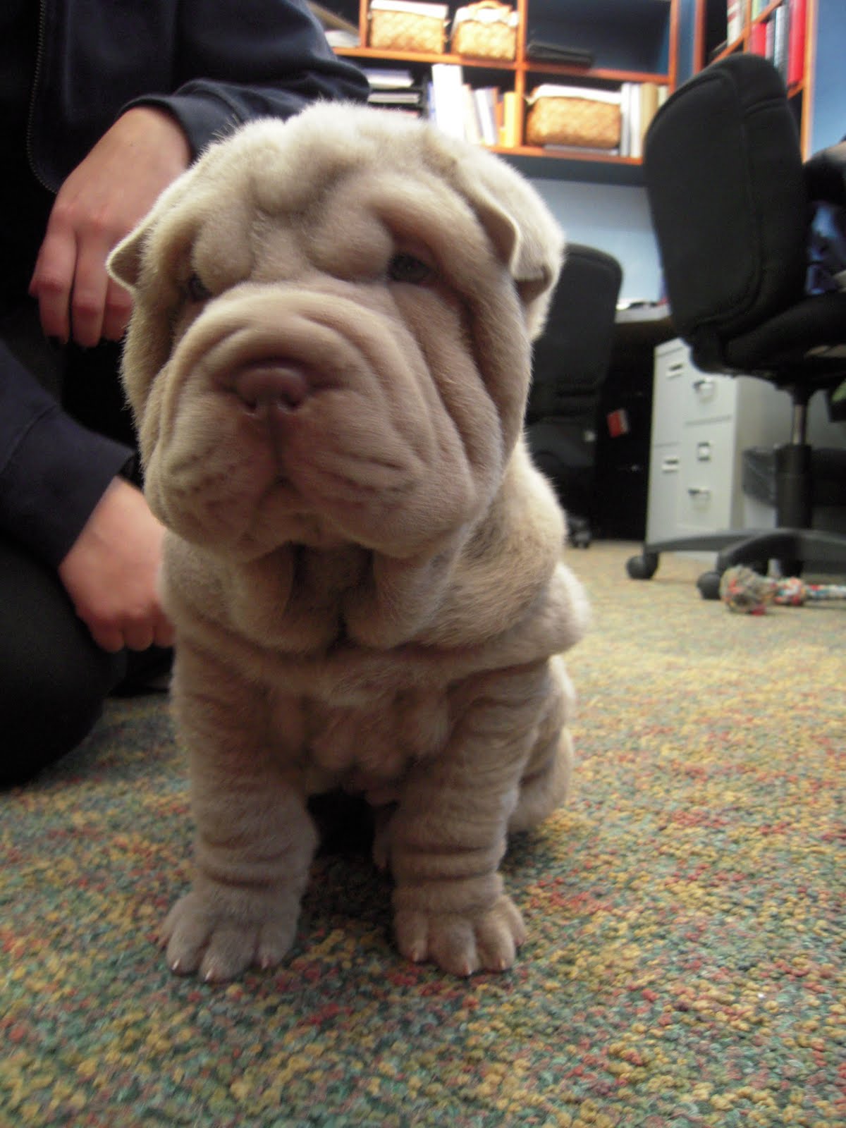 fuzzy shar pei