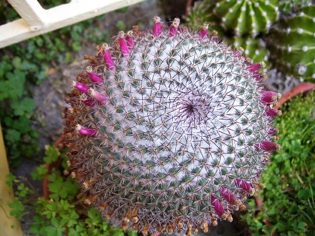 [cactus5.jpg]