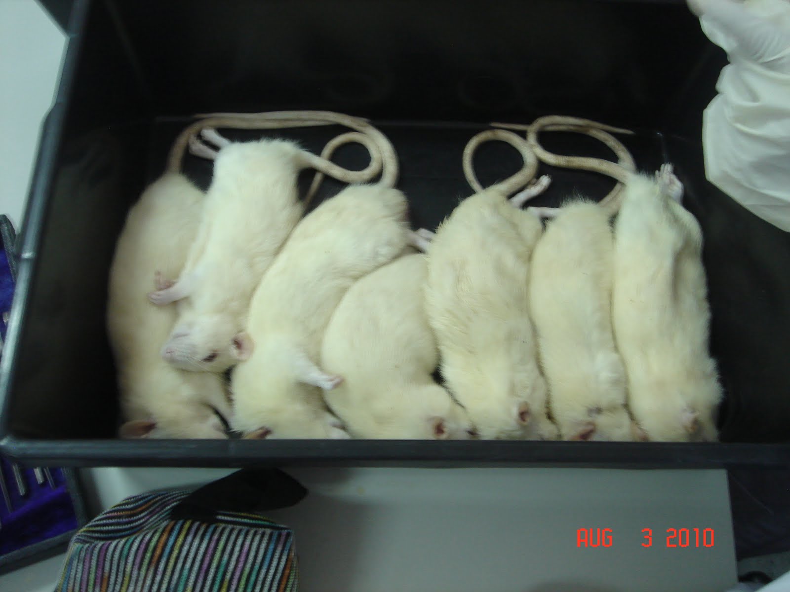 Just My Life Rat dissection