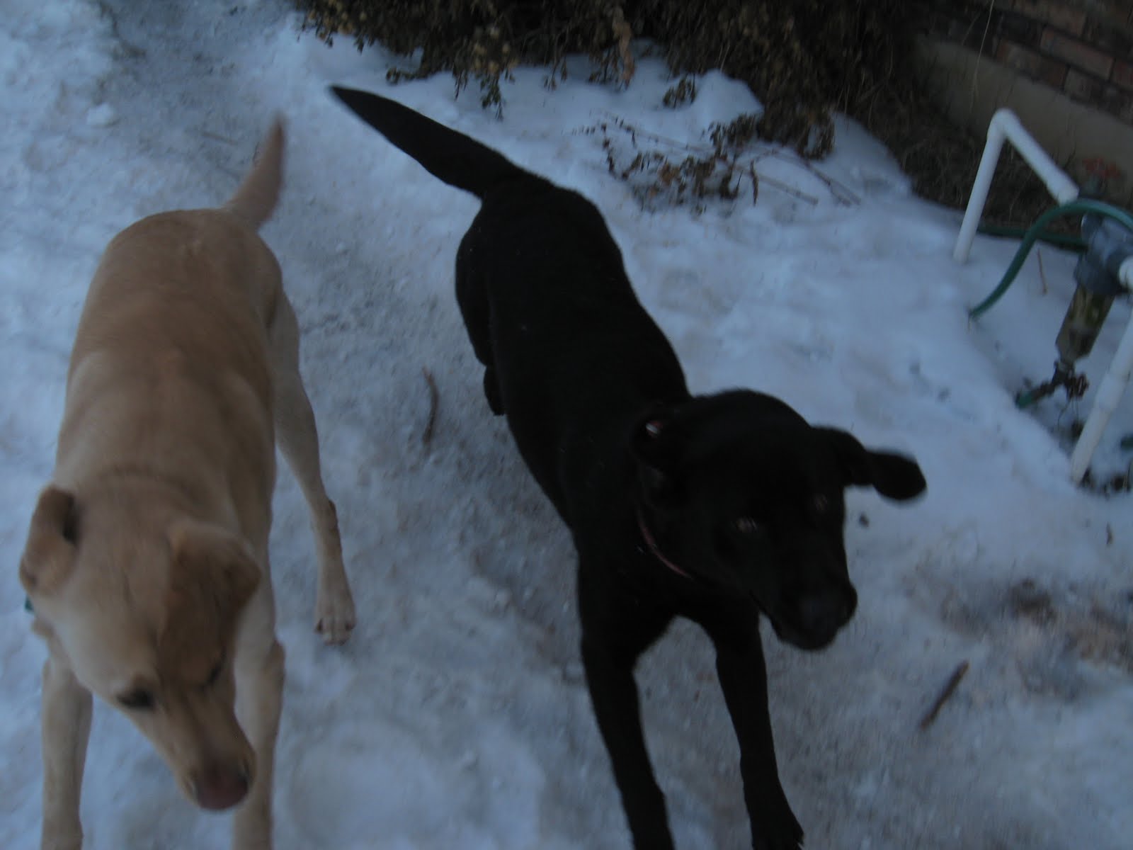 [Dogs+022.JPG]