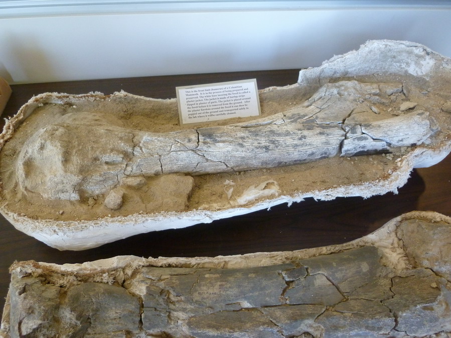 Northern California Nature Photography Fossil Discovery Center