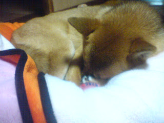 【お尻のほっぺ】毛布の上で眠る柴犬