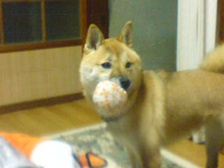 【お尻のほっぺ】ボールをくわえる柴犬