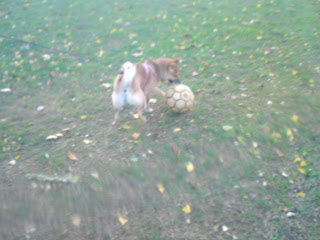 【お尻のほっぺ】公園でサッカーボールをくわえる柴犬