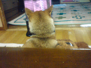 【お尻のほっぺ】ストーブの前に座る柴犬