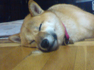 【お尻のほっぺ】熟睡する柴犬