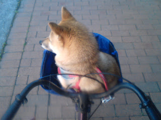 【お尻のほっぺ】散歩の途中疲れて自転車の前かごに座る柴犬