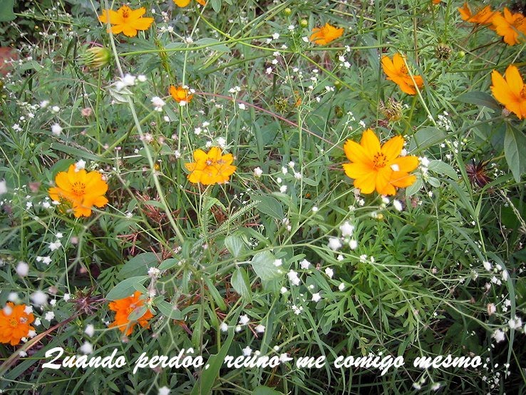 [test_floraisonline.jpg]