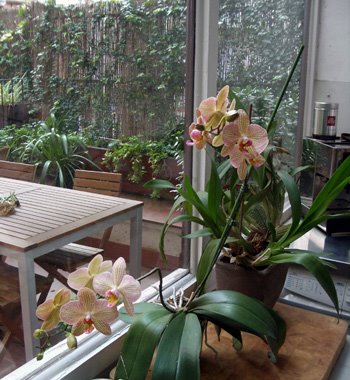 UNA PHALAENOPSIS EN LA COCINA