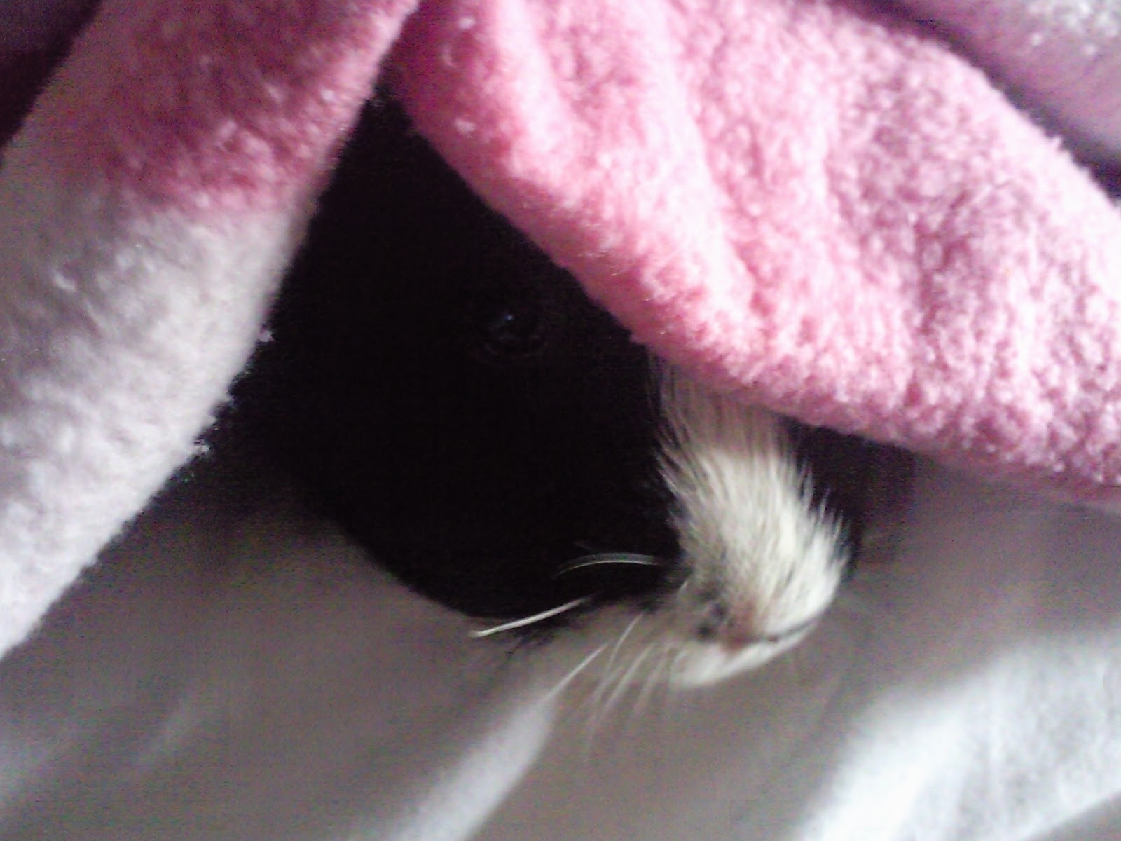 Felt 3: A Tribute To Rosie Perez Deluxe Edition by Felt