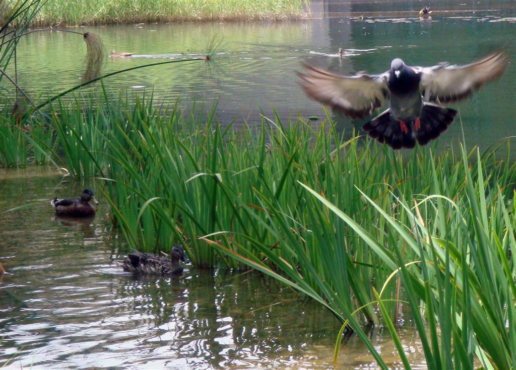 [2009-07-20+Gulbenkian.jpg]