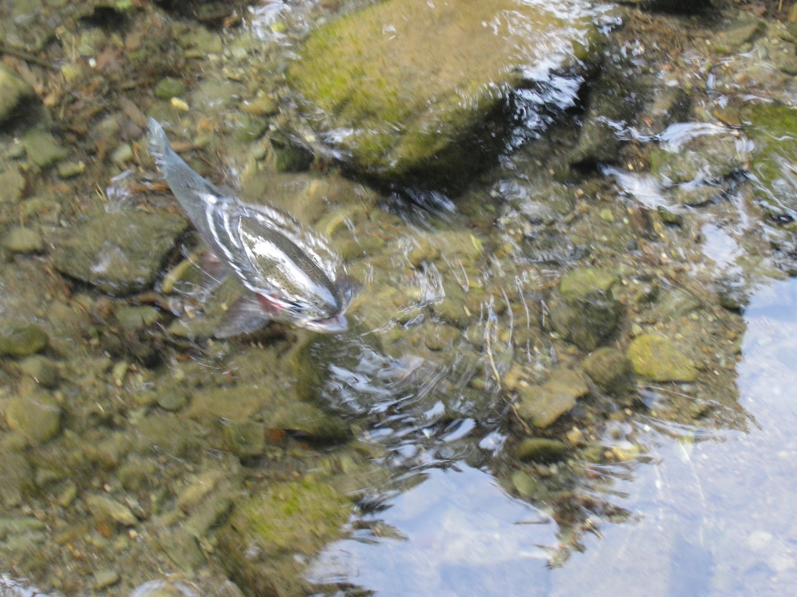 Oregon: Bonneville Fish Hatchery