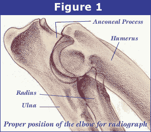 Elbow Dog