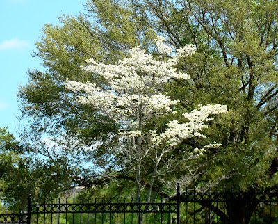 Flowering+dogwood+shrub