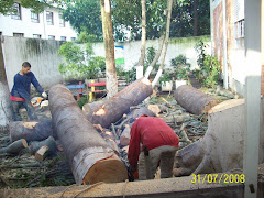 Remoção de árvores