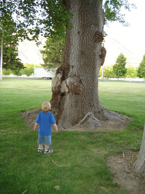 Hayden and the BIG tree