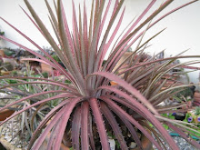 Dyckia cabrerae red form