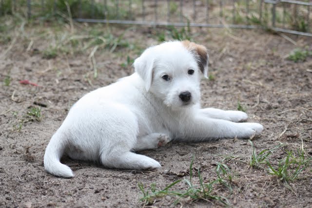 Struppi Ein Parson Russell Terrier Tim und Struppi nee ;) Till