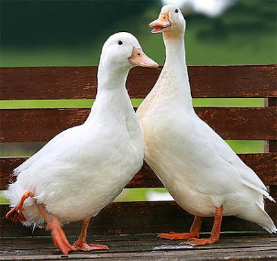 Calma Tensa Stumpy El Pato De Cuatro Patas Encuentra El Amor