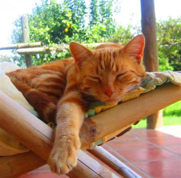 [lito+dorme.JPG]