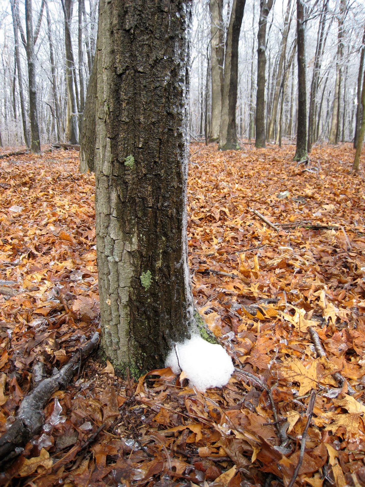 Rambling Hemlock Nature Notes Tree Foam