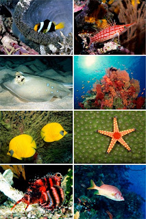 Обои для рабочего стола Подводный мир Обои для рабочего стола Подводный мир