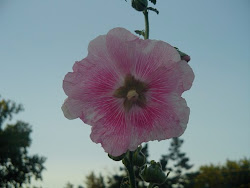 Smiling Holly Hock