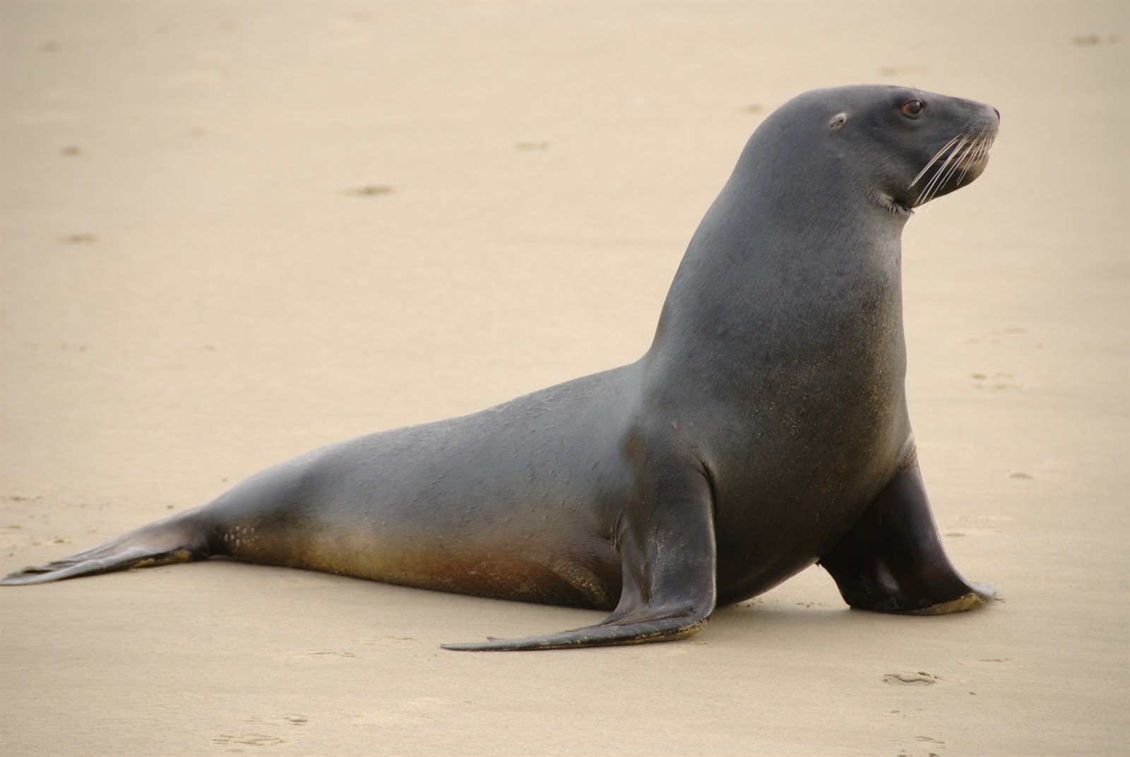 فقمه 🦭 Seal
