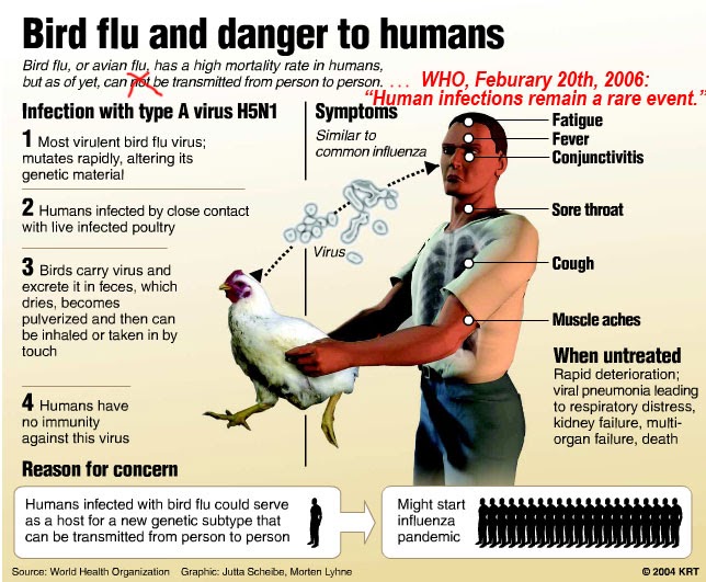 7 Fakta Perlu Diketahui dari Jenis Flu Burung