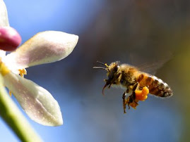 A dança das abelhas