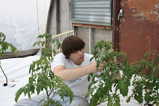 Here's Justin working in Greenhouse 3 clipping up the tomatoes: