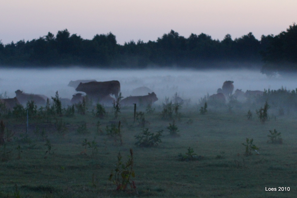 Oefening Baart Kunst De Uitdaging Reeen Spotten