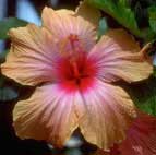 [HIBISCUS.jpg]