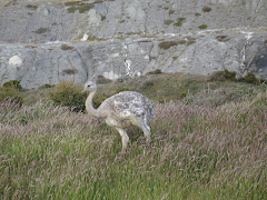 Wildlife in Torres del Paines