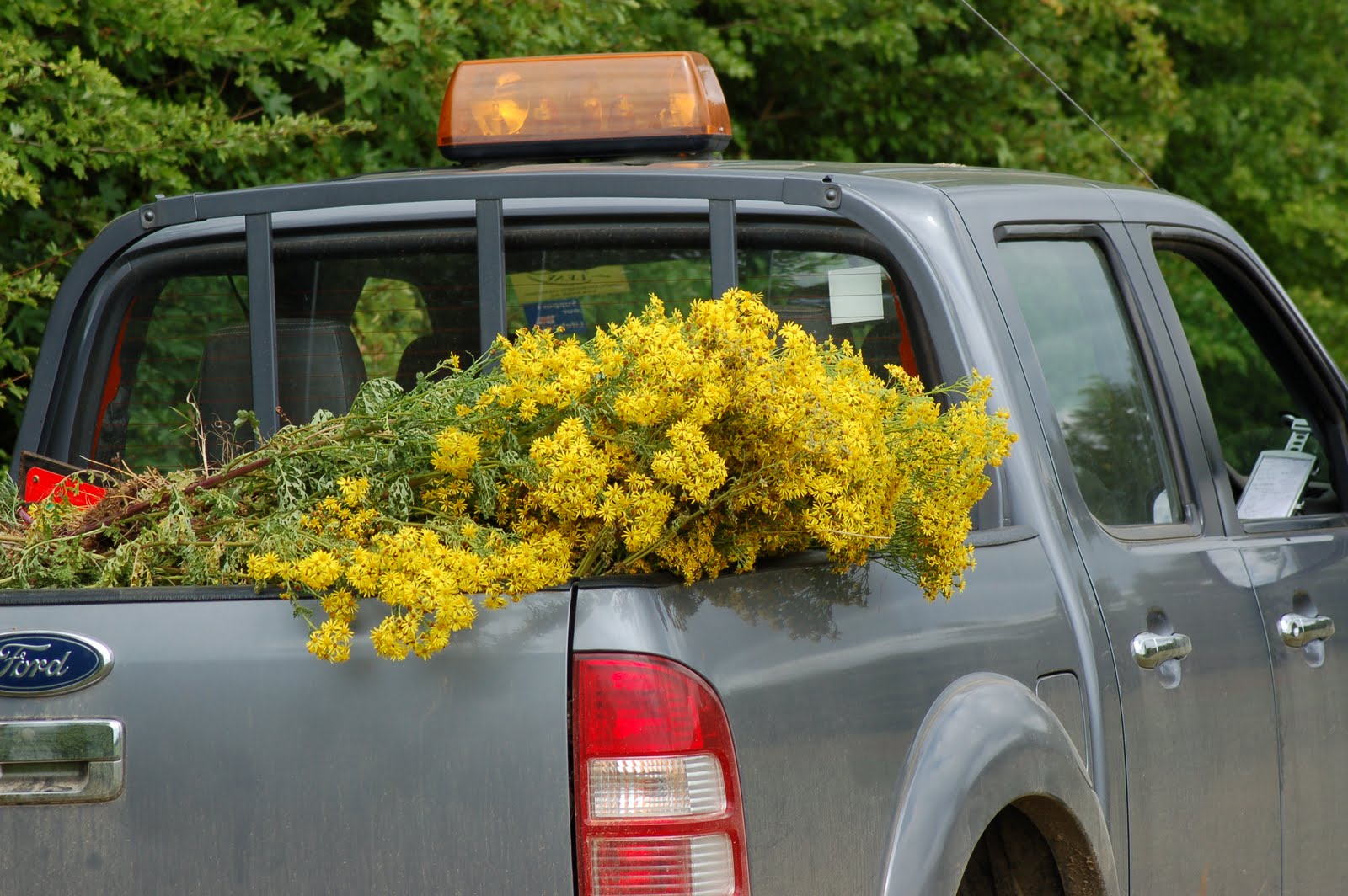 Dried Ragwort