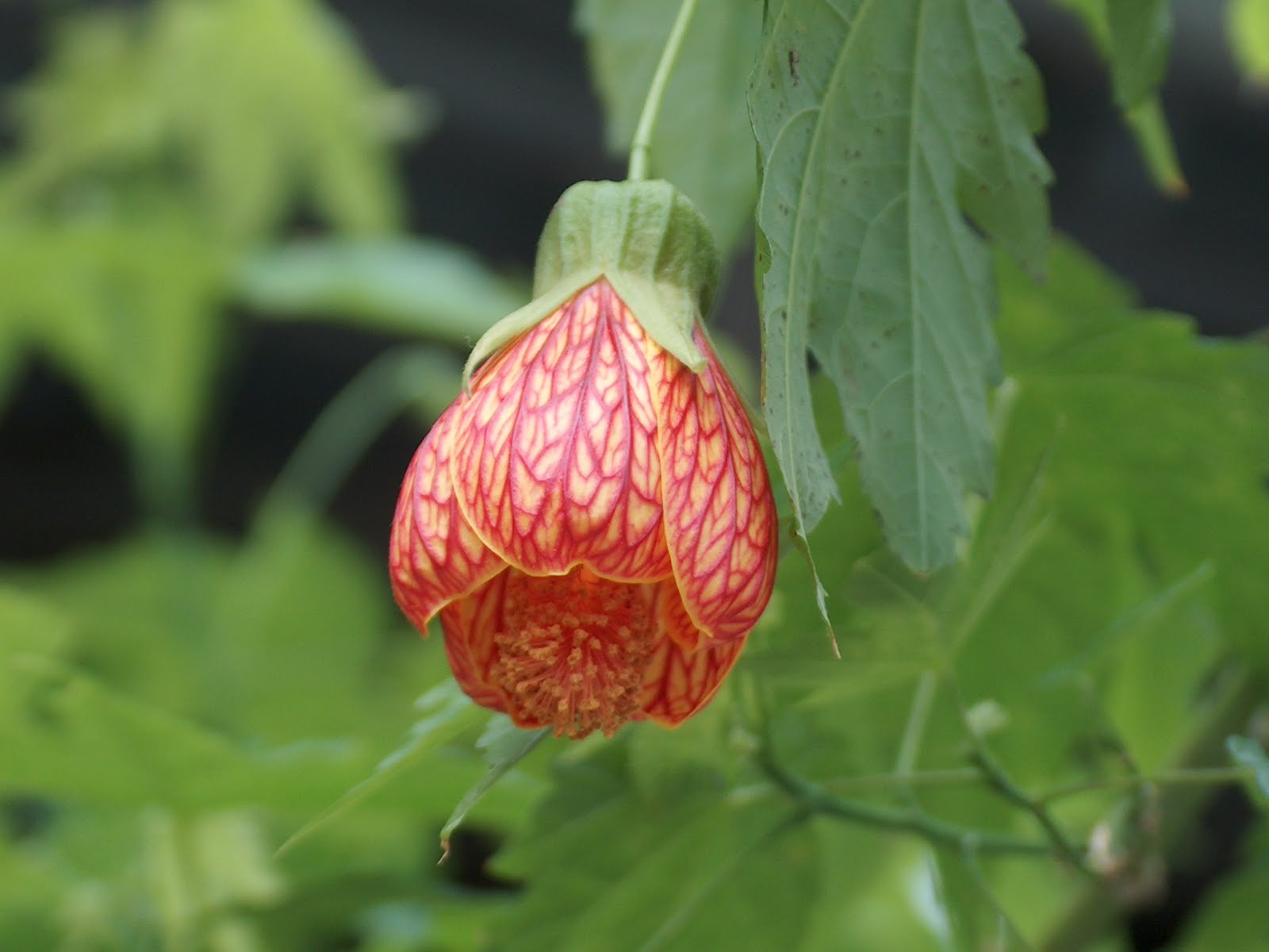 Landscape Plants by Cliff: CHINESE LANTERN