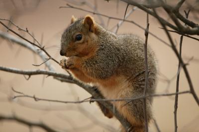 are black squirrels posinious