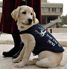 Izzy: The IGDCB Mascot