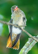 Beija-flor no quintal de casa