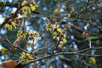 Viburnum The Love Of A Shrub In The Winter The Daily Hoe