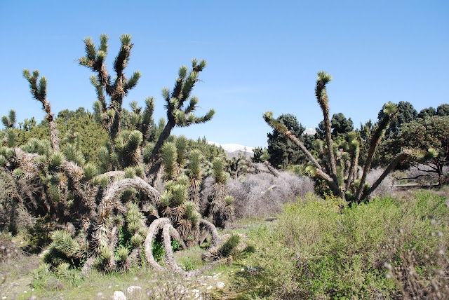 Rancho Santa Ana Botanic Garden, California