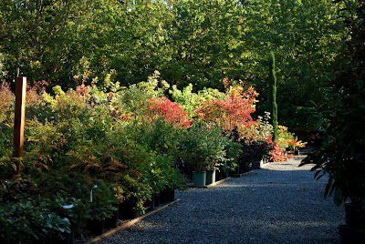 Top Symphoricarpos Albus Twigs Grace
