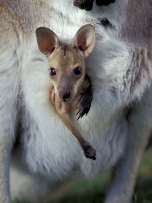 Pupsik: Kangaroo giving birth