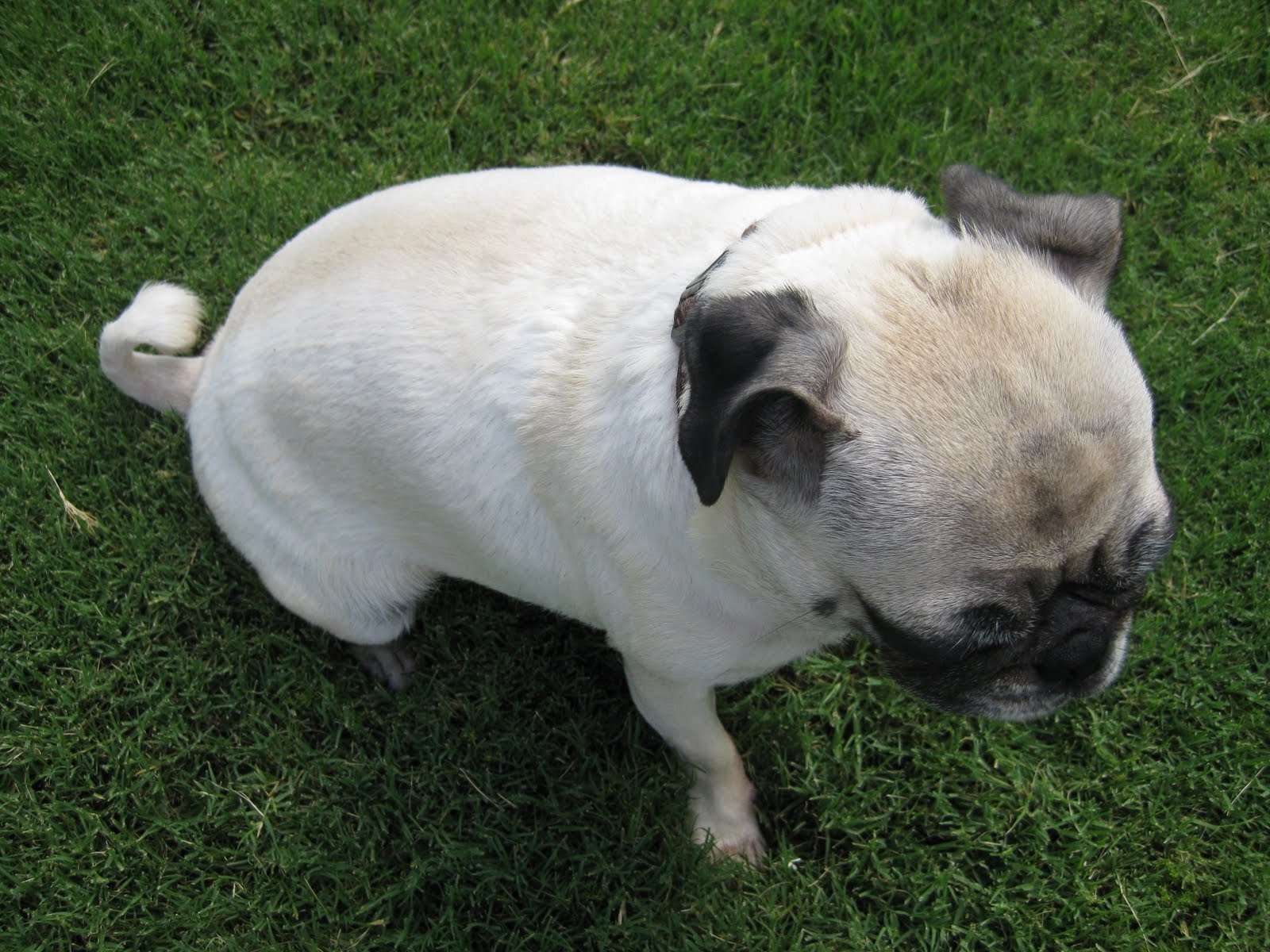 JAMIEBUG CF CEPACIA LUNG TRANSPLANT Shaved the PUG