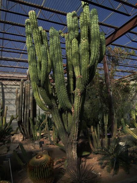Desert Greenhouse