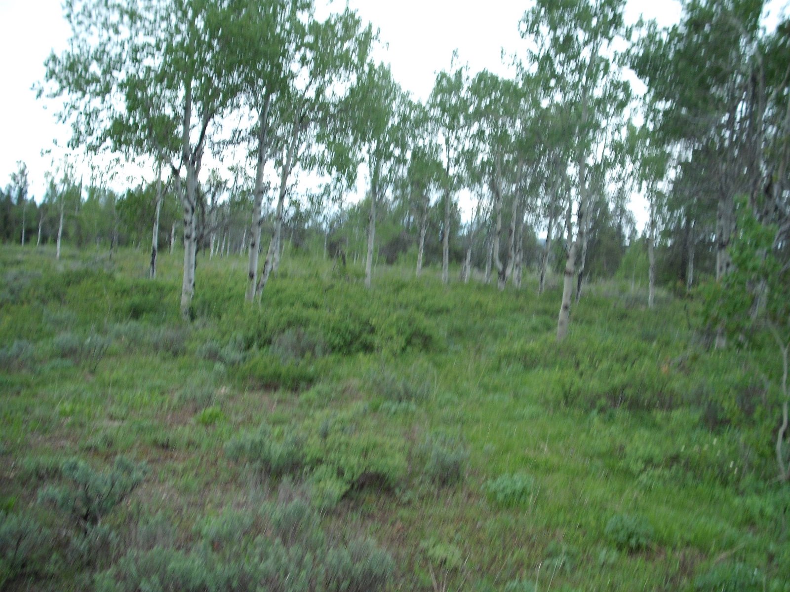 [20090615_87.JPG]